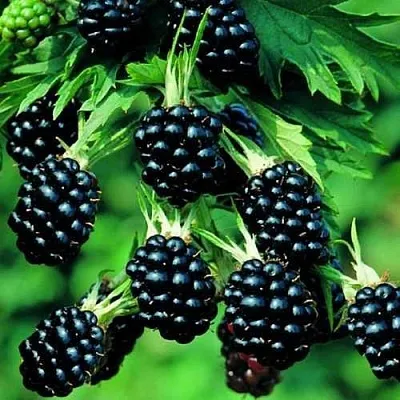 Ежевика КИТАНИНИ бесшипная  Ежевика КИТАНИНИ бесшипная в Ульяновске