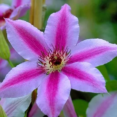 Клематис НЕЛЛИ МОЗЕР  Клематис НЕЛЛИ МОЗЕР в Ульяновске