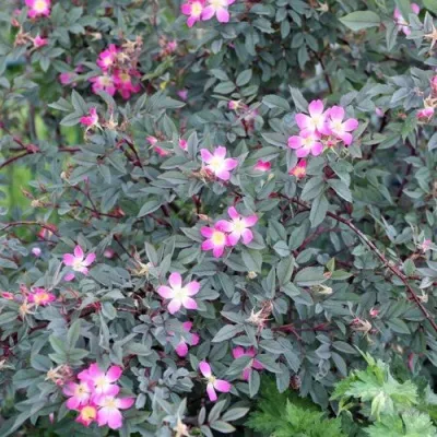 Саженцы роз сизая — описание сорта Саженцы роз сизая в Ульяновске