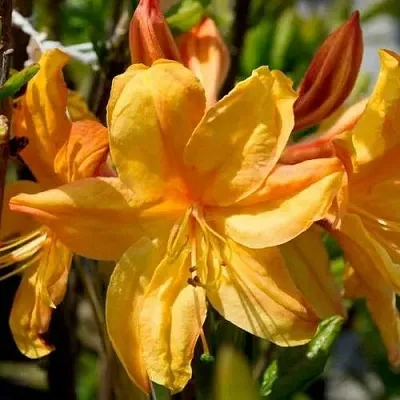 Азалия ГОЛДЕН ЛАЙТС листопадная  Азалия ГОЛДЕН ЛАЙТС листопадная в Ульяновске