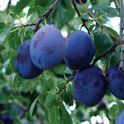 Слива ЭМПРЕСС  Слива ЭМПРЕСС в Ульяновске