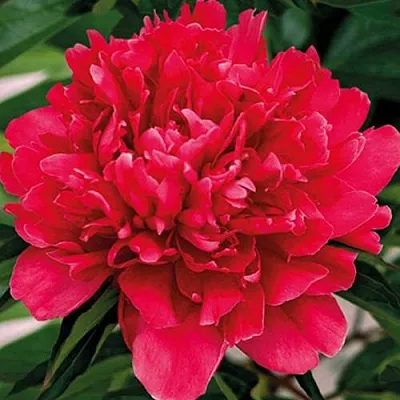 Пион ГЕНЕРАЛ МАК-МАГОН травянистый  Пион ГЕНЕРАЛ МАК-МАГОН травянистый в Ульяновске