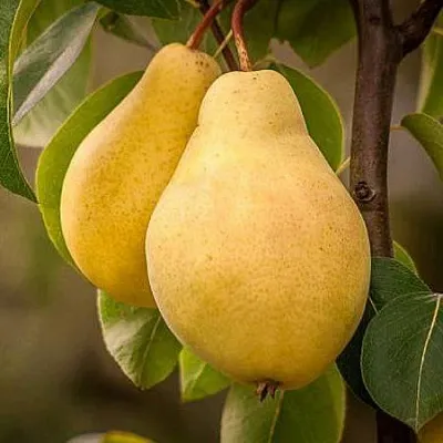 Осенние сорта  Осенние сорта в Ульяновске