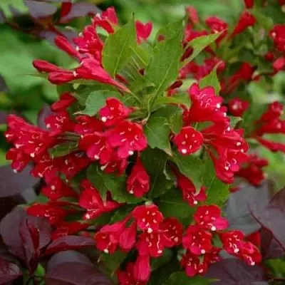 Вейгела РЕД ПРИНЦ  Вейгела РЕД ПРИНЦ в Ульяновске