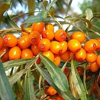 Облепиха БОТАНИЧЕСКАЯ  Облепиха БОТАНИЧЕСКАЯ в Ульяновске