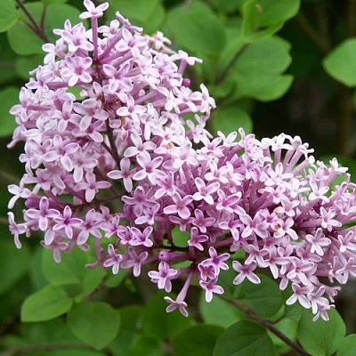 Сирень ПАЛИБИН   Сирень ПАЛИБИН  в Ульяновске