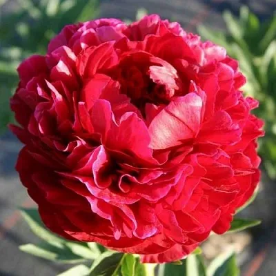 Пион ГЕНРИ БОКСТОС травянистый  Пион ГЕНРИ БОКСТОС травянистый в Ульяновске