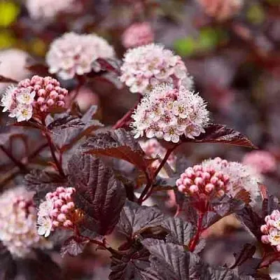 Пузыреплодник АНДРЕ   Пузыреплодник АНДРЕ  в Ульяновске