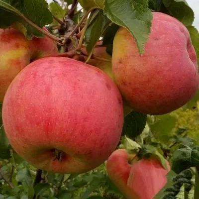 Яблоня БОЛОТОВСКОЕ — описание сорта Яблоня БОЛОТОВСКОЕ в Ульяновске