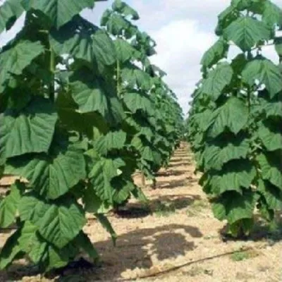 Павлония ПАО ТОГН Z07 — описание сорта Павлония ПАО ТОГН Z07 в Ульяновске