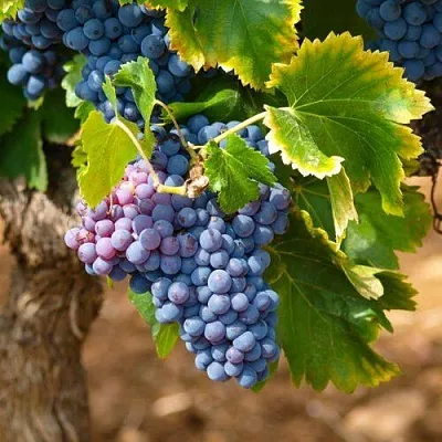 Виноград ЗИЛГА  Виноград ЗИЛГА в Ульяновске