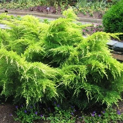 Можжевельник ГОЛД КОСТ средний в Ульяновске