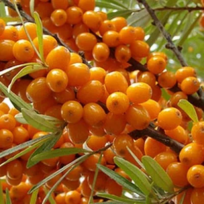 Облепиха ВИТАМИННАЯ  Облепиха ВИТАМИННАЯ в Ульяновске