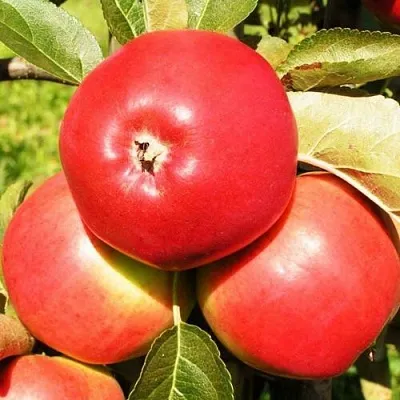 Яблоня СЯБРЫНА  Яблоня СЯБРЫНА в Ульяновске