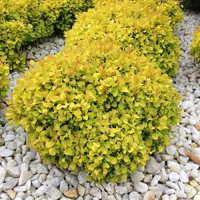 Барбарис БОНАНЗА ГОЛД тунберга  Барбарис БОНАНЗА ГОЛД тунберга в Ульяновске