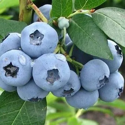 Голубика БЛЮЭТТА  Голубика БЛЮЭТТА в Ульяновске