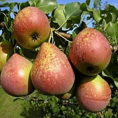 Груша МРАМОРНАЯ  Груша МРАМОРНАЯ в Ульяновске