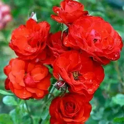 Саженцы роз ФАЙЕР КИНГ спрей  Саженцы роз ФАЙЕР КИНГ спрей в Ульяновске