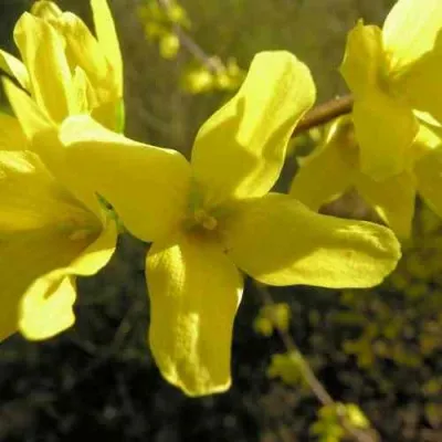 Форзиция ФОРЧУНА — описание сорта Форзиция ФОРЧУНА в Ульяновске