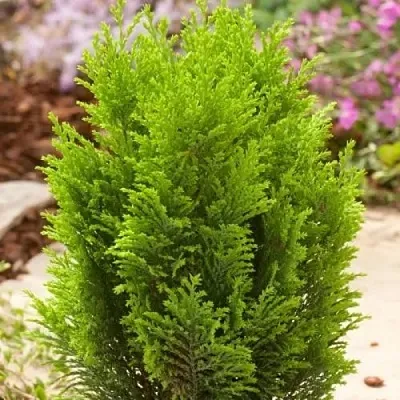 Кипарисовик ЭЛВУДИ ГОЛД лавсона  Кипарисовик ЭЛВУДИ ГОЛД лавсона в Ульяновске