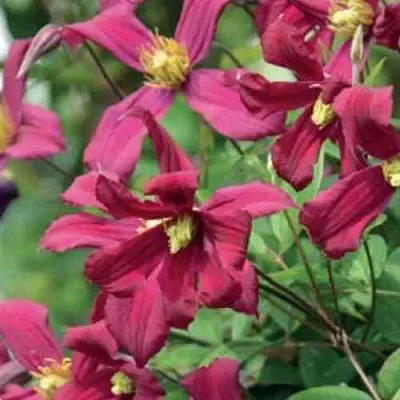 Клематис СТРОУБЕРРИ ФИЛДС  Клематис СТРОУБЕРРИ ФИЛДС в Ульяновске