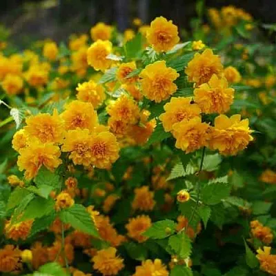 Керрия японская ПЛЕНИФЛОРА  Керрия японская ПЛЕНИФЛОРА в Ульяновске