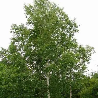 Береза бородавчатая  Береза бородавчатая в Ульяновске