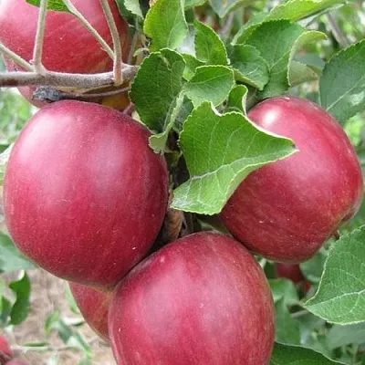 Яблоня МОСКОВСКОЕ ОЖЕРЕЛЬЕ колонновидная  Яблони Московское Ожерелье колонновидная в Ульяновске