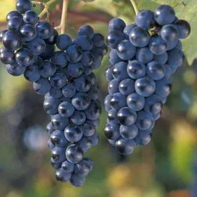 Виноград МАРКЕТТ  Виноград МАРКЕТТ в Ульяновске