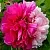 Пион ДВЕ СЕСТРЫ древовидный в Ульяновске
