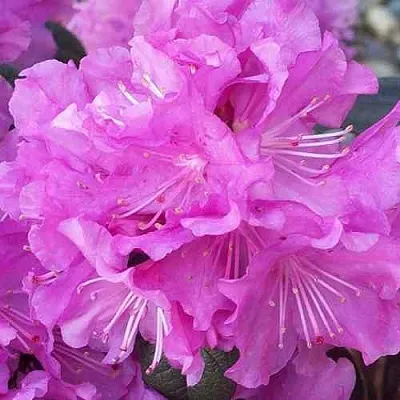 Рододендрон П.Ж.М. ЭЛИТ  Рододендрон П.Ж.М. ЭЛИТ в Ульяновске