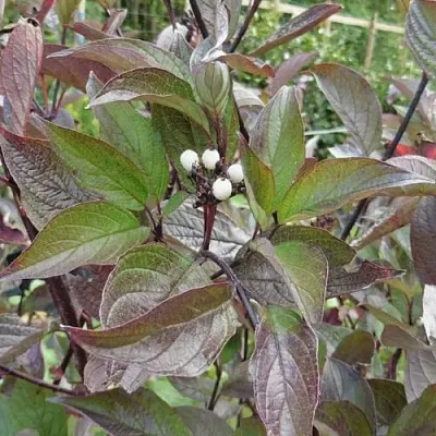 Дерен КЕССЕЛЬРИНГИ  Дерен КЕССЕЛЬРИНГИ в Ульяновске