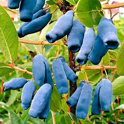 Жимолость съедобная НИМФА (ГАММА)  Жимолость съедобная НИМФА (ГАММА) в Ульяновске