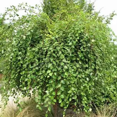 Береза САММЕР КАСКАД черная  Береза САММЕР КАСКАД черная в Ульяновске