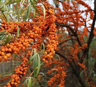 Облепиха СЕРАФИМА  Облепиха СЕРАФИМА в Ульяновске