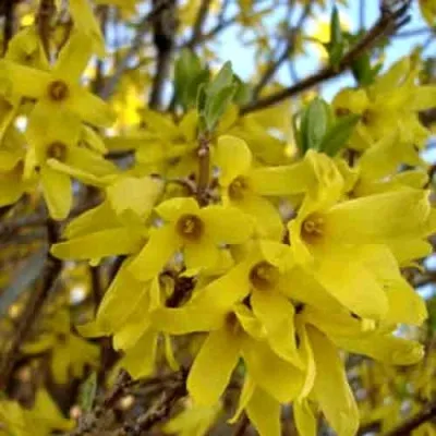 Форзиция ФОРЧУНА — описание сорта Форзиция ФОРЧУНА в Ульяновске