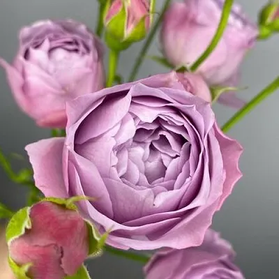 Саженцы роз ЛАВЕНДЕР БАБЛС спрей  Саженцы роз ЛАВЕНДЕР БАБЛС спрей в Ульяновске