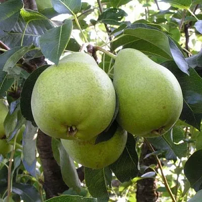 Груша МАСЛЯНИСТАЯ ЛЕТНЯЯ  Груша МАСЛЯНИСТАЯ ЛЕТНЯЯ в Ульяновске