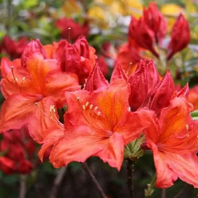 Азалия ЛИЛИНШТЕЙН японская  Азалия ЛИЛИНШТЕЙН японская в Ульяновске