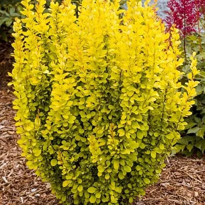 Барбарис ГОЛДЕН ТОРЧ тунберга  Барбарис ГОЛДЕН ТОРЧ тунберга в Ульяновске