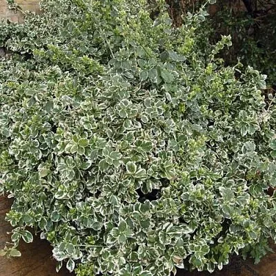 Бересклет ЭМЕРАЛЬД ГАИТИ форчуна  Бересклет ЭМЕРАЛЬД ГАИТИ форчуна в Ульяновске