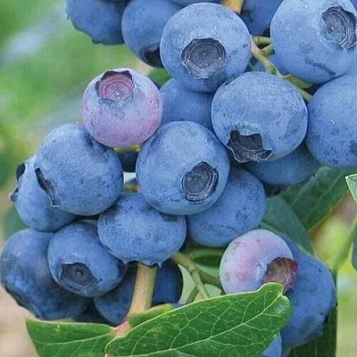 Голубика ЭРЛИБЛЮ  Голубика ЭРЛИБЛЮ в Ульяновске