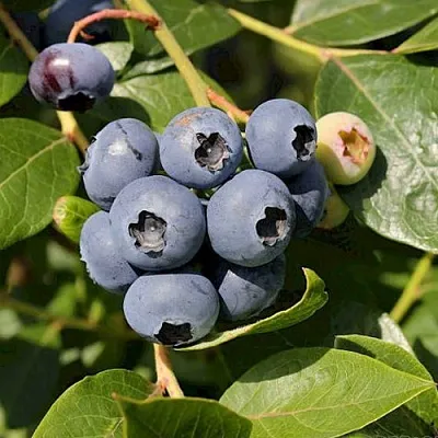 Голубика ШАНТЕКЛЕР  Голубика ШАНТЕКЛЕР в Ульяновске