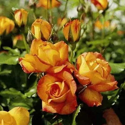 Саженцы роз САХАРА плетистая  Саженцы роз САХАРА плетистая в Ульяновске