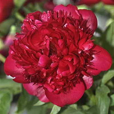 Пион КРИСМАС ВЕЛВЕТ травянистый  Пион КРИСМАС ВЕЛВЕТ травянистый в Ульяновске