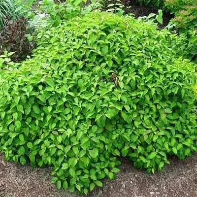 Дерен КЕЛСЕИ шелковистый   Дерен КЕЛСЕИ шелковистый  в Ульяновске