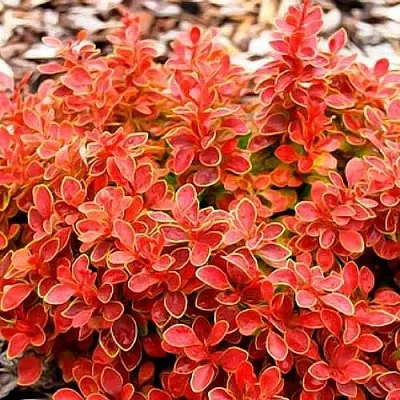 Барбарис КОРАЛ тунберга  Барбарис КОРАЛ тунберга в Ульяновске