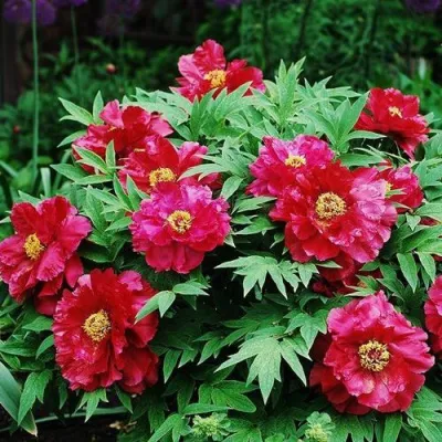 Пион КРАСНЫЙ ЛОТОС древовидный в Ульяновске