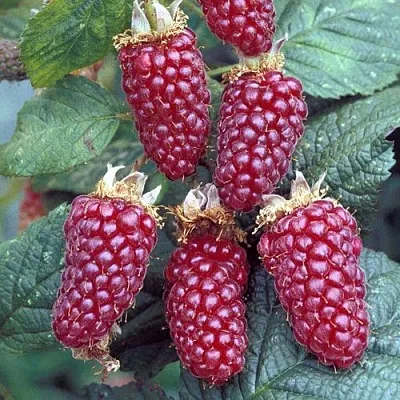 Ежемалина ТАЙБЕРРИ  Ежемалина ТАЙБЕРРИ в Ульяновске