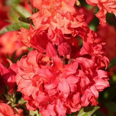 Азалия ФОЙЕРКОПФЕН крупноцветковая  Азалия ФОЙЕРКОПФЕН крупноцветковая в Ульяновске
